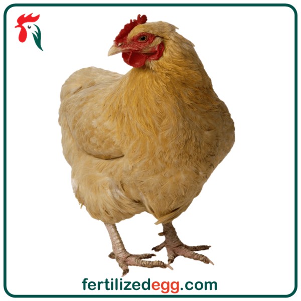 تخم نطفه دار مرغ دو رگه جهادی تخم گذار